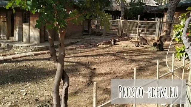 Как добраться до зоопарка Анталии самостоятельно в 2020 году. Цены смотреть онлайн