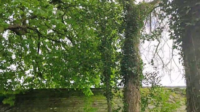 Pleasant walk in the forest.Приятная прогулка по лесу. смотреть онлайн