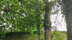 Pleasant walk in the forest.Приятная прогулка по лесу.