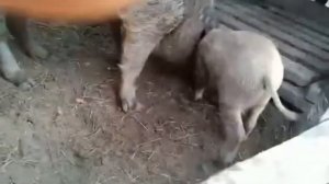 Едят ли свиньи жёлудь!?)