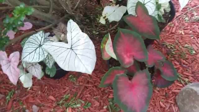 White caladium and Heart to heart ❤ смотреть онлайн