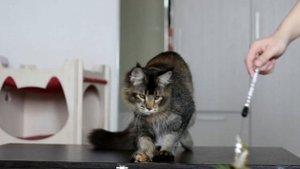 Девочка мейн кун 5 месяцев