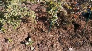 Кроты или земляные крысы в розах. Деготь в помощь. Убираю травяную мульчу из под роз.