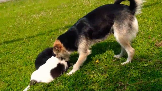 Щенята дерутся смотреть онлайн
