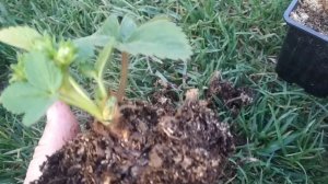 Рассада  ремонтантной клубники -  можно ли оставлять цветонос?