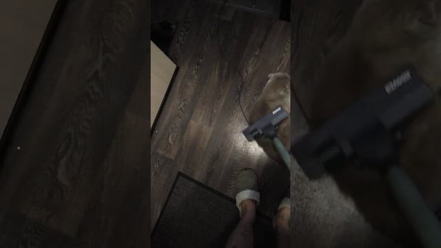 Все кошки боятся пылесоса... смотреть онлайн