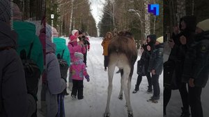 В национальном парке «Зюраткуль» лось ударил копытами ребенка и женщину