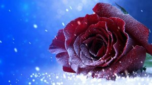 Футаж. Цветы на снегу 13 Footage. Flowers in the snow 13