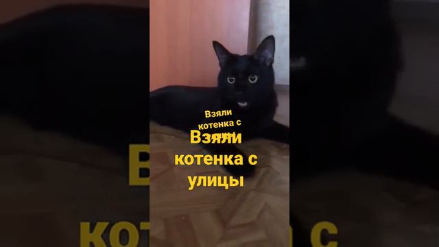 Взяли котенка с улицы  Приветик из дома от Шушика  Приют Петербург