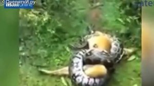 Собака стерпела удушье питона