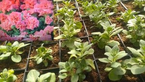 Цветочный бизнес 1-й год (04.2020). Обзор рассады, первый цветок!