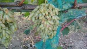 Виноград - Хусайне Келин Бармак (Палец невесты).