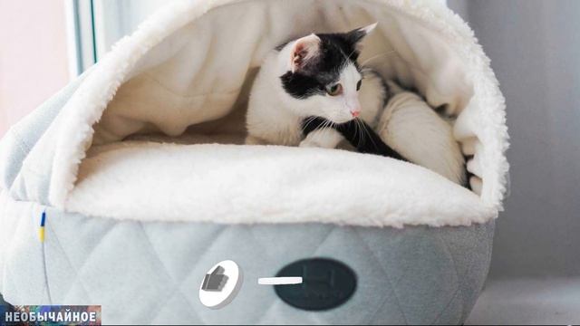 Что Делать, Если Вы Купили Домик Для Кошки, Но Она Не Хочет В Нем Спать ¤ НЕОБЫЧАЙНОЕ смотреть онлайн