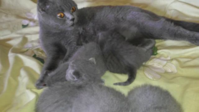 Шотландский котенок добрался до соска смотреть онлайн