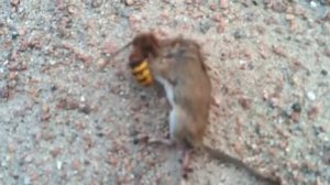 Бой мышь против Оса