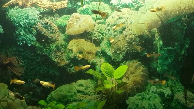 Дневник 16. Уход и разведение гуппи. смотреть онлайн