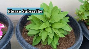 Patunia Flower Plant Care || Best fertilizer for Petunia Flower plant || How to make Bushy petunia