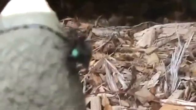 Stinkhorn Mushroom смотреть онлайн