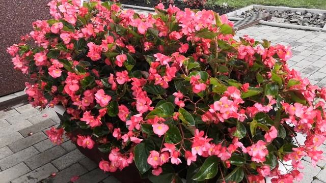 Бегония вечноцветущая big deluxxe смотреть онлайн