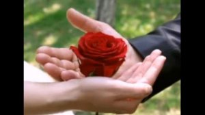 Группа Сибирь   Ягоды шиповника