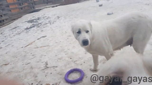 Щенки средниазиатской овчарки Алабая девочки , их можно купить ? смотреть онлайн