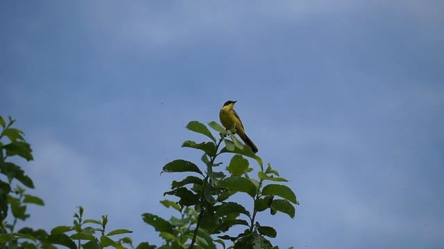 Жёлтые трясогузки (Motacilla flava)