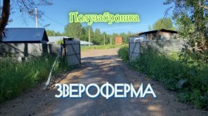 ✅ Полузаброшка "ЗВЕРОФЕРМА" в Ярославле