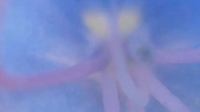 Растение СИНЯК обыкновенный: видео под микроскопом зум 10х смотреть онлайн