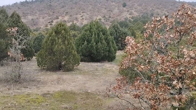 Крым. Новый Свет. Гора-останец Чёртов палец. Природа в районе горы Сокол. Январь 2023