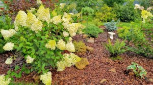 Моя коллекция редких хвойных растений и не только! Мой сад! 25 августа 2023г