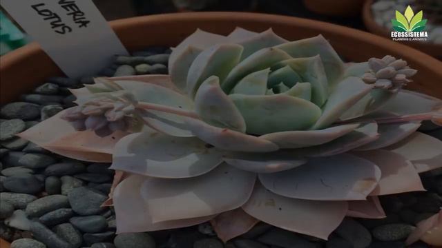 x Sedeveria apresentação de 3 espécies desse incrível gênero !