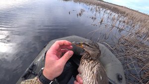 Смотри что творят браконьеры.