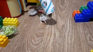 Хомячки играют в прятки/ Говорящие хомяки/ Hamster/Джунгарики