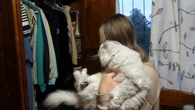 КОТЫ УПРАВЛЯЮТ МОИМ ДНЁМ С ПОМОЩЬЮ КНОПОК 24 ЧАСА смотреть онлайн