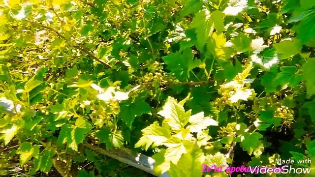 СРОЧНАЯ обработка кустарников и деревьев от вредителей!! ЧЕМ обработать?? смотреть онлайн