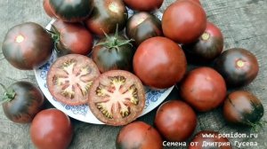 ?Помидоры Цыган. Супер новинка томатов 2021 года  в Чёрной Комнате