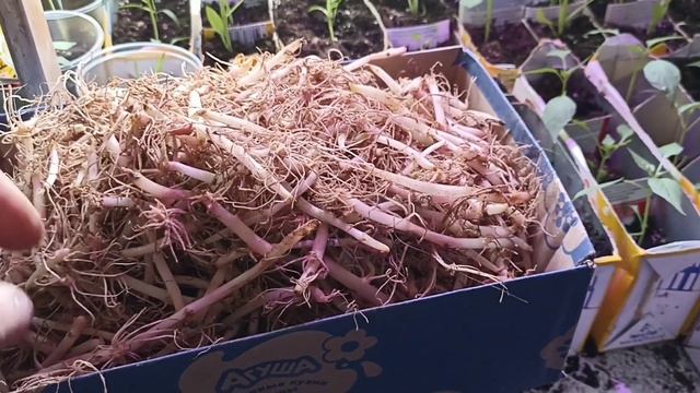 Посадка картошки из ростков. Эксперимент. Часть 1 смотреть онлайн