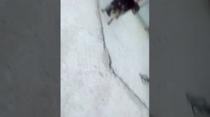 Прикол)) собака, градусник и жопа))