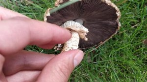 Agaricus. Características del género. Los champiñones u "hongos".