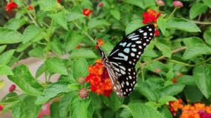 Красивыми становятся любя...Г.Барская