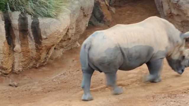Биопарк Валенсии (BIOPARC VALENCIA) смотреть онлайн