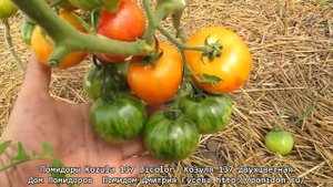 Помидоры Kozula 137 Bicolor — Козуля 137 двухцветная. Очень красивые и вкусные помидоры. Помидом.ру