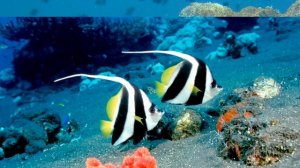 Самые красивые рыбы океана