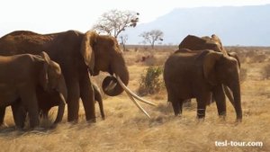 Слоны едят траву в саванне (Elephants eat grass in savannah)