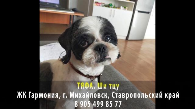 Пропала собака! ТЯФА. Ши-тцу. Ставропольский край, г. Михайловск, ЖК Гармония