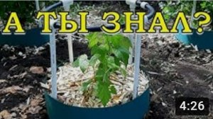 КРАСОТА с ПОЛЬЗОЙ: бордюры на кустарниках???