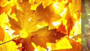 Осень рыжая девчонка.