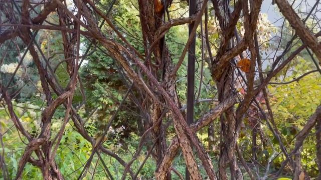 Арки из винограда в Александровском саду смотреть онлайн