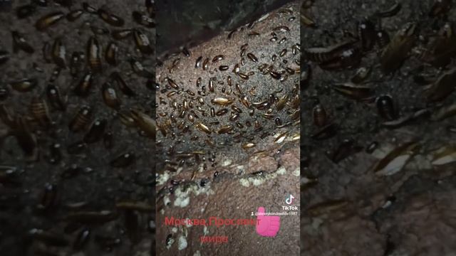 Море тараканов смотреть онлайн