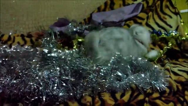 Новогодняя кисуля. Play with tinsel смотреть онлайн